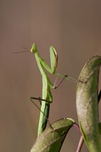 Mantis religiosa (Mantidae)  - Mante religieuse - Praying Mantis Meuse [France] 17/08/2012 - 330m