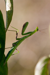 Mantis religiosa (Mantidae)  - Mante religieuse - Praying Mantis Meuse [France] 17/08/2012 - 330m