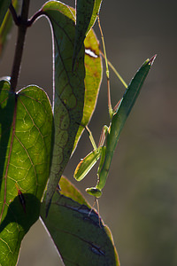 Mantis religiosa (Mantidae)  - Mante religieuse - Praying Mantis Meuse [France] 17/08/2012 - 330m