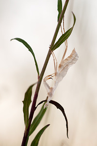 Mantis religiosa (Mantidae)  - Mante religieuse - Praying Mantis Meuse [France] 18/08/2012 - 330m