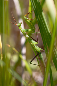 Mantis religiosa (Mantidae)  - Mante religieuse - Praying Mantis Meuse [France] 18/08/2012 - 360m