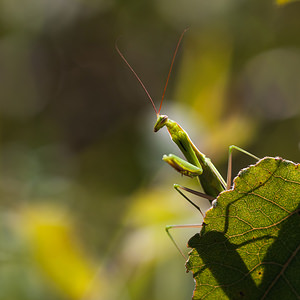 Mantis religiosa (Mantidae)  - Mante religieuse - Praying Mantis Meuse [France] 18/08/2012 - 360m