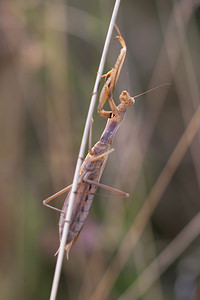 Mantis religiosa (Mantidae)  - Mante religieuse - Praying Mantis Vosges [France] 18/08/2012 - 370m