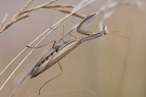 Mantis religiosa (Mantidae)  - Mante religieuse - Praying Mantis Vosges [France] 18/08/2012 - 370m