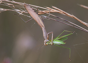 Mantis religiosa (Mantidae)  - Mante religieuse - Praying Mantis Vosges [France] 18/08/2012 - 370m