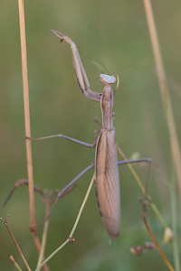 Mantis religiosa (Mantidae)  - Mante religieuse - Praying Mantis Vosges [France] 18/08/2012 - 370m