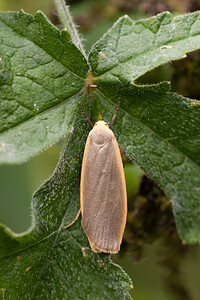 Nyea lurideola (Erebidae)  - Lithosie complanule, Lithosie plombée - Common Footman Somme [France] 15/08/2012 - 60m