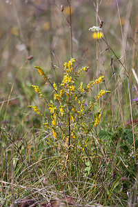 Odontites luteus (Orobanchaceae)  - Odontite jaune, Euphraise jaune, Odontitès jaune Meuse [France] 19/08/2012 - 330m