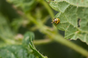 Psyllobora vigintiduopunctata (Coccinellidae)  - Coccinelle à 22 points - 22-spot Ladybird Somme [France] 15/08/2012 - 60m