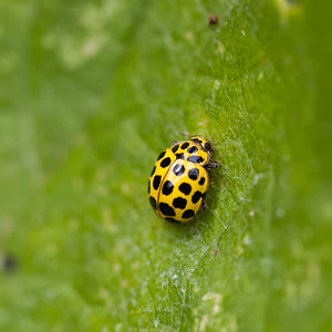 Psyllobora vigintiduopunctata (Coccinellidae)  - Coccinelle à 22 points - 22-spot Ladybird Somme [France] 15/08/2012 - 60m