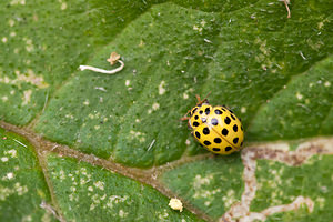 Psyllobora vigintiduopunctata (Coccinellidae)  - Coccinelle à 22 points - 22-spot Ladybird Somme [France] 15/08/2012 - 60m