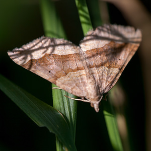 Scotopteryx chenopodiata (Geometridae)  - Phalène de l'Ansérine, Chénopodie - Shaded Broad-bar Meuse [France] 19/08/2012 - 350m