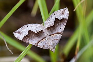 Scotopteryx moeniata (Geometridae)  - Ortholite fortifiée - Fortified Carpet Meuse [France] 17/08/2012 - 330m