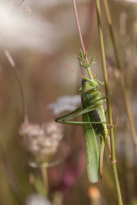 Tettigonia viridissima (Tettigoniidae)  - Grande Sauterelle verte, Sauterelle verte (des prés),  Tettigonie verte, Sauterelle à coutelas - Great Green Bush Cricket Marne [France] 16/08/2012 - 170m