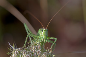 Tettigonia viridissima (Tettigoniidae)  - Grande Sauterelle verte, Sauterelle verte (des prés),  Tettigonie verte, Sauterelle à coutelas - Great Green Bush Cricket Marne [France] 16/08/2012 - 170m