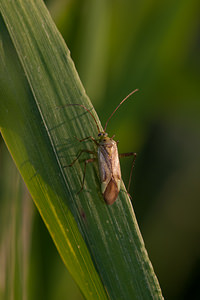 Adelphocoris quadripunctatus (Miridae)  Nord [France] 15/09/2012 - 180m