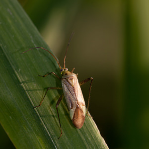 Adelphocoris quadripunctatus (Miridae)  Nord [France] 15/09/2012 - 180m