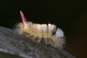Calliteara pudibunda (Erebidae)  - Pudibonde, Patte-Etendue - Pale Tussock Nord [France] 15/09/2012 - 180m