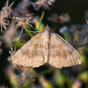 Camptogramma bilineata (Geometridae)  - Brocatelle d'or - Yellow Shell Pas-de-Calais [France] 08/09/2012 - 30m