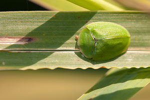 Cassida viridis (Chrysomelidae)  - Casside verte - Green Tortoise Beetle Nord [France] 15/09/2012 - 180m