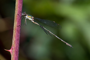 Chalcolestes viridis (Lestidae)  - Leste vert - Green Emerald Damselfly Pas-de-Calais [France] 08/09/2012 - 10m