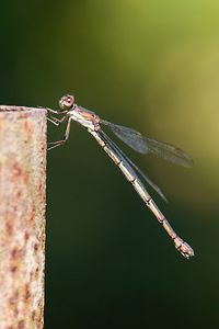 Chalcolestes viridis (Lestidae)  - Leste vert - Green Emerald Damselfly Pas-de-Calais [France] 09/09/2012