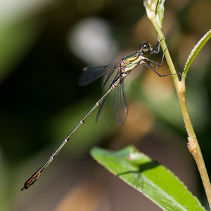 Chalcolestes viridis (Lestidae)  - Leste vert - Green Emerald Damselfly Pas-de-Calais [France] 09/09/2012