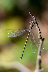 Chalcolestes viridis (Lestidae)  - Leste vert - Green Emerald Damselfly Ath [Belgique] 16/09/2012 - 20m