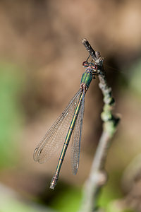 Chalcolestes viridis (Lestidae)  - Leste vert - Green Emerald Damselfly Ath [Belgique] 16/09/2012 - 20m