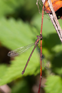 Chalcolestes viridis (Lestidae)  - Leste vert - Green Emerald Damselfly Ath [Belgique] 16/09/2012 - 20m