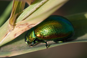 Chrysolina herbacea (Chrysomelidae)  - Chrysomèle mentholée Nord [France] 15/09/2012 - 180m