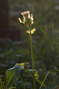 Cirsium oleraceum (Asteraceae)  - Cirse potager, Cirse maraîcher, Cirse des maraîchers, Chardon des potagers - Cabbage Thistle Pas-de-Calais [France] 09/09/2012