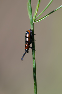 Crioceris asparagi (Chrysomelidae)  - Criocère de l'asperge , Criocère porte-croix de l'asperge - Asparagus Beetle Pas-de-Calais [France] 08/09/2012 - 10m