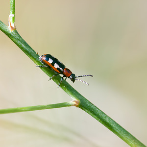 Crioceris asparagi (Chrysomelidae)  - Criocère de l'asperge , Criocère porte-croix de l'asperge - Asparagus Beetle Pas-de-Calais [France] 08/09/2012 - 10m