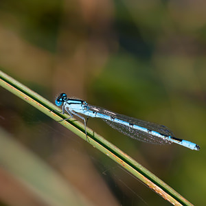 Enallagma cyathigerum (Coenagrionidae)  - Agrion porte-coupe - Common Blue Damselfly Pas-de-Calais [France] 09/09/2012