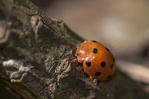 Henosepilachna argus (Coccinellidae)  - Coccinelle de la Bryone Pas-de-Calais [France] 08/09/2012 - 10m