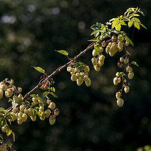 Humulus lupulus (Cannabaceae)  - Houblon lupulin, Houblon, Vigne du Nord, Houblon grimpant - Hop Ath [Belgique] 16/09/2012 - 20m