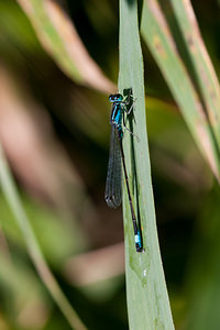 Ischnura elegans (Coenagrionidae)  - Agrion élégant - Blue-tailed Damselfly Pas-de-Calais [France] 09/09/2012