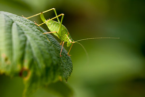 Leptophyes punctatissima (Tettigoniidae)  - Leptophye ponctuée, Sauterelle ponctuée, Barbitiste trèsponctué - Speckled Bush Cricket Nord [France] 16/09/2012 - 40m