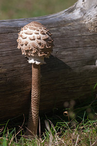 Macrolepiota procera (Secotiaceae)  - Lépiote élevée, Grande coulemelle - Parasol Pas-de-Calais [France] 08/09/2012 - 30m