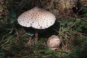 Macrolepiota procera (Secotiaceae)  - Lépiote élevée, Grande coulemelle - Parasol Pas-de-Calais [France] 08/09/2012 - 30m