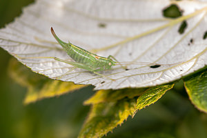 Meconema meridionale (Tettigoniidae)  - Méconème fragile Nord [France] 16/09/2012 - 40m