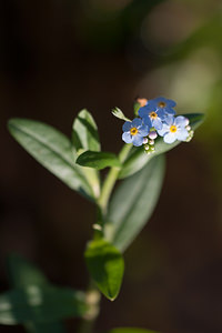 Myosotis scorpioides (Boraginaceae)  - Myosotis faux scorpion, Myosotis des marais - Water Forget-me-not Pas-de-Calais [France] 09/09/2012