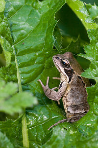 Rana temporaria (Ranidae)  - Grenouille rousse - Grass Frog Pas-de-Calais [France] 09/09/2012