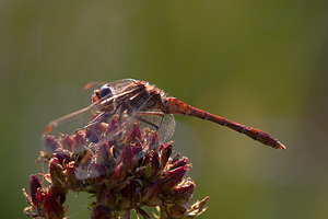 Sympetrum meridionale (Libellulidae)  - Sympétrum méridional - Southern Darter Pas-de-Calais [France] 08/09/2012 - 30m