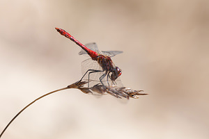 Sympetrum sanguineum (Libellulidae)  - Sympétrum sanguin, Sympétrum rouge sang - Ruddy Darter Pas-de-Calais [France] 08/09/2012 - 30m