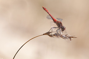 Sympetrum sanguineum (Libellulidae)  - Sympétrum sanguin, Sympétrum rouge sang - Ruddy Darter Pas-de-Calais [France] 08/09/2012 - 30m