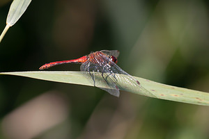 Sympetrum sanguineum (Libellulidae)  - Sympétrum sanguin, Sympétrum rouge sang - Ruddy Darter Pas-de-Calais [France] 08/09/2012 - 10m