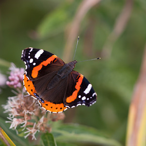 Vanessa atalanta (Nymphalidae)  - Vulcain, Amiral, Vanesse Vulcain, Chiffre, Atalante - Red Admiral Pas-de-Calais [France] 08/09/2012 - 30m