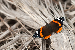 Vanessa atalanta (Nymphalidae)  - Vulcain, Amiral, Vanesse Vulcain, Chiffre, Atalante - Red Admiral Pas-de-Calais [France] 08/09/2012 - 30m